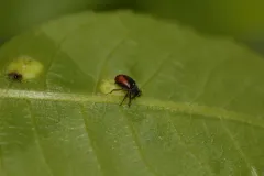 Sutured Weevil thumbnail 2