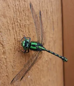 Extra-striped Snaketail thumbnail 4