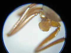 Formica subintegra thumbnail 1