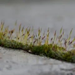 Wall Screw-moss thumbnail 3