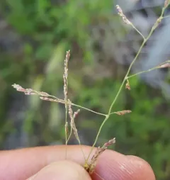 european alkali grass thumbnail 4