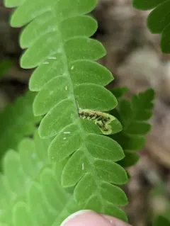 Chirosia filicis thumbnail 4