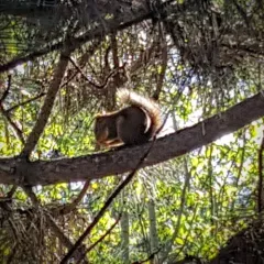 Douglas's Squirrel thumbnail 4