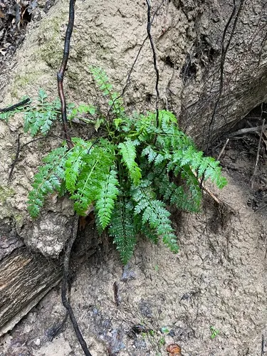 Fern-leaved Corydalis