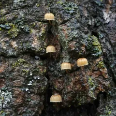 Bark Mycena thumbnail 4