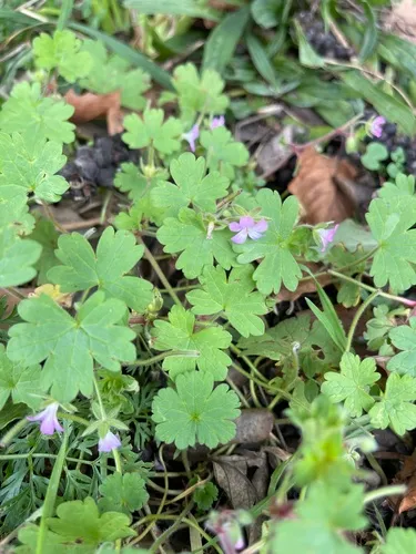 Roundleaf geranium