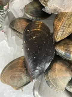 Mediterranean Mussel thumbnail 2