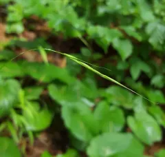 Northern Shorthusk thumbnail 4