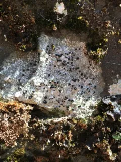 Big-disk pebble lichen thumbnail 3