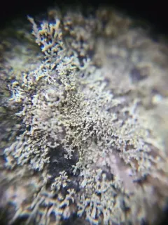 slender rosette lichen thumbnail 2