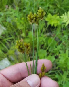 Crawford's sedge thumbnail 4
