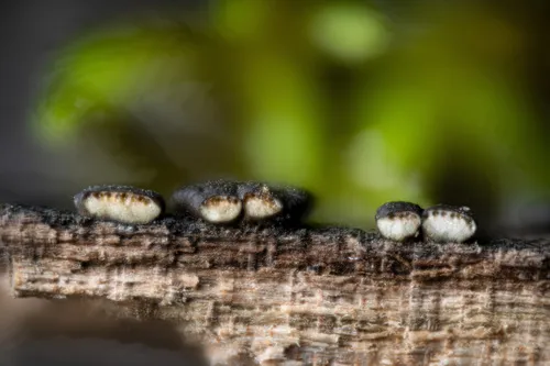 Trichoderma lixii
