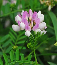 purple crownvetch thumbnail 1