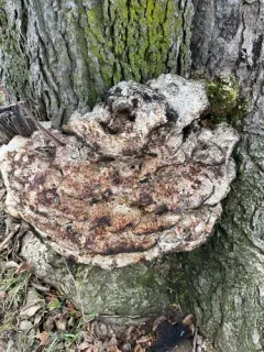 Vanderbylia robiniophila thumbnail 3