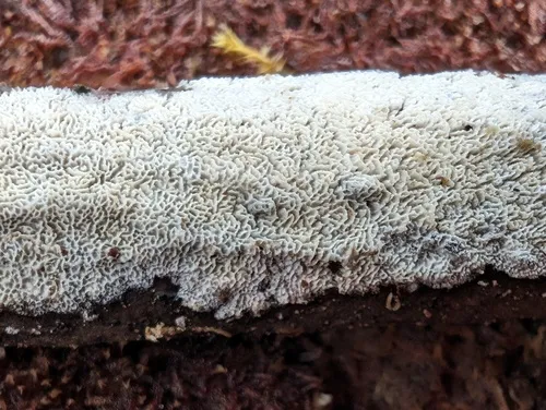 Xylodon laurentianus