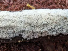 Xylodon laurentianus thumbnail 1