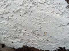 Athelia termitophila thumbnail 2