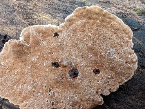 Phellinopsis conchata