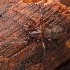 Owl Woodland Spider thumbnail 2