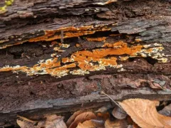 Botryobasidium aureum thumbnail 4