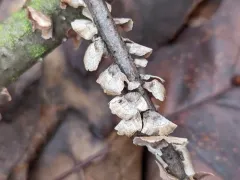 silky parchment thumbnail 4