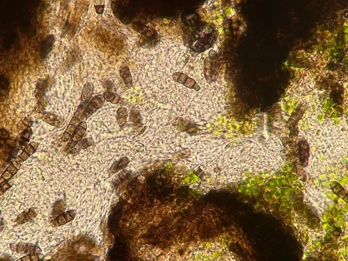 Rebentischia unicaudata