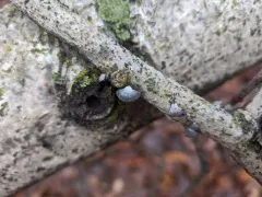 Resupinatus alboniger thumbnail 4