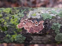 Cylindrobasidium evolvens thumbnail 3