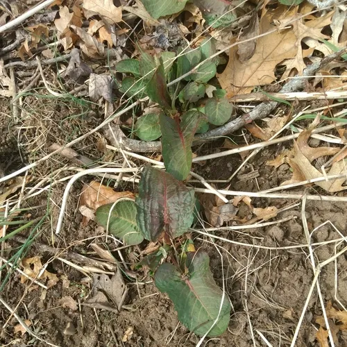 broad-leaved dock