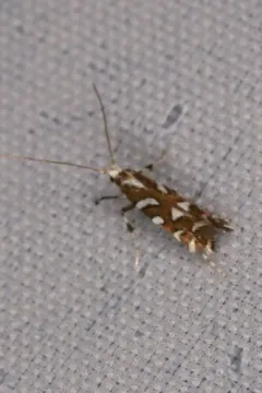 Marbleseed Leafminer thumbnail 4
