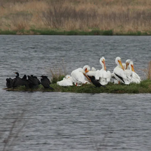 American White Pelican