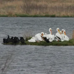 American White Pelican thumbnail 1
