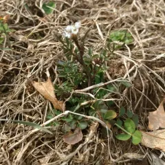 hairy bittercress thumbnail 2