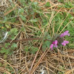 henbit deadnettle thumbnail 2