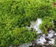 boulder broom moss thumbnail 1