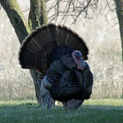 Wild Turkey thumbnail 2