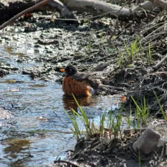 American Robin thumbnail 1