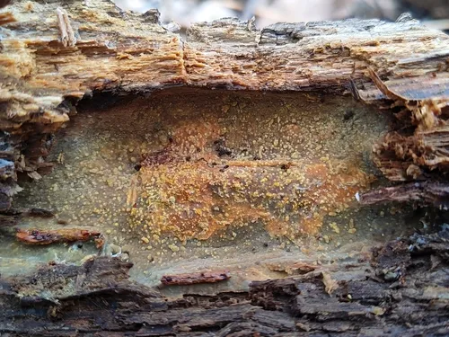 Crustodontia chrysocreas