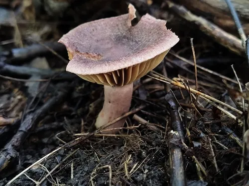 Lactarius purpureoechinatus