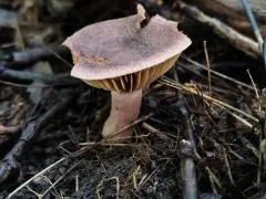 Lactarius purpureoechinatus thumbnail 1