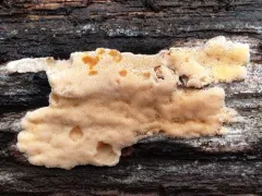 Rhodonia placenta thumbnail 2