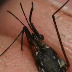 Gerris insperatus thumbnail 4