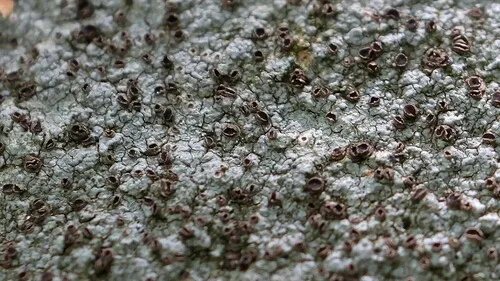 Trapelia coarctata