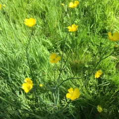 meadow buttercup thumbnail 2