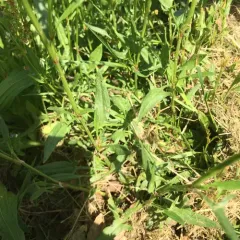 Sheep's sorrel thumbnail 4