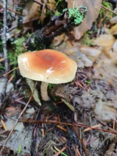 Pholiota velaglutinosa thumbnail 3