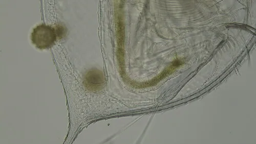 Daphnia ambigua