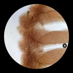 Caulorhiza hygrophoroides thumbnail 4