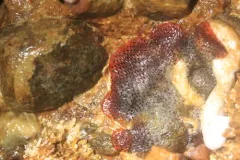 Red Ripple Bryozoan thumbnail 3