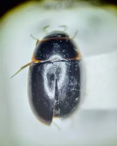 Cymbiodyta vindicata thumbnail 2